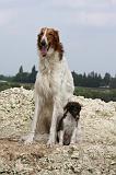 BARZOI 053
